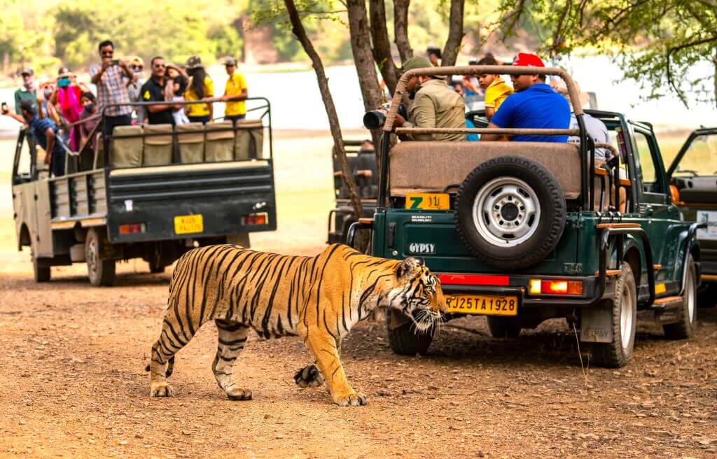 Golden Triangle With Ranthambore